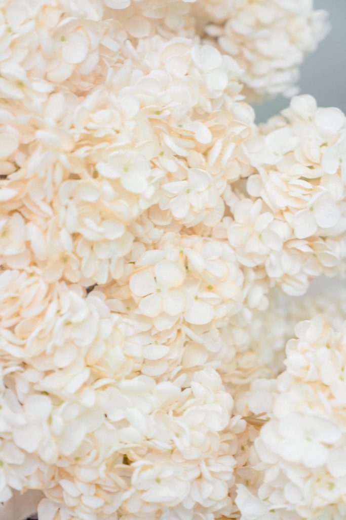 Soft cream hydrangea blooms